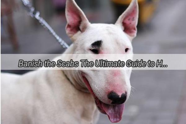 Banish the Scabs The Ultimate Guide to Healing Your Dogs Snout